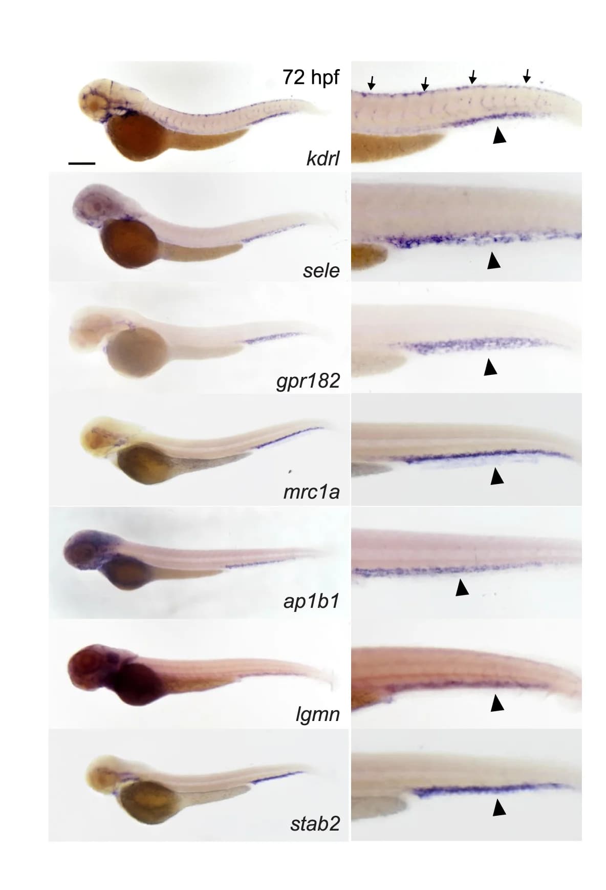 Open access visualization of Microscopy, Images, WISH, Pan-endothelial Gene, kdrl