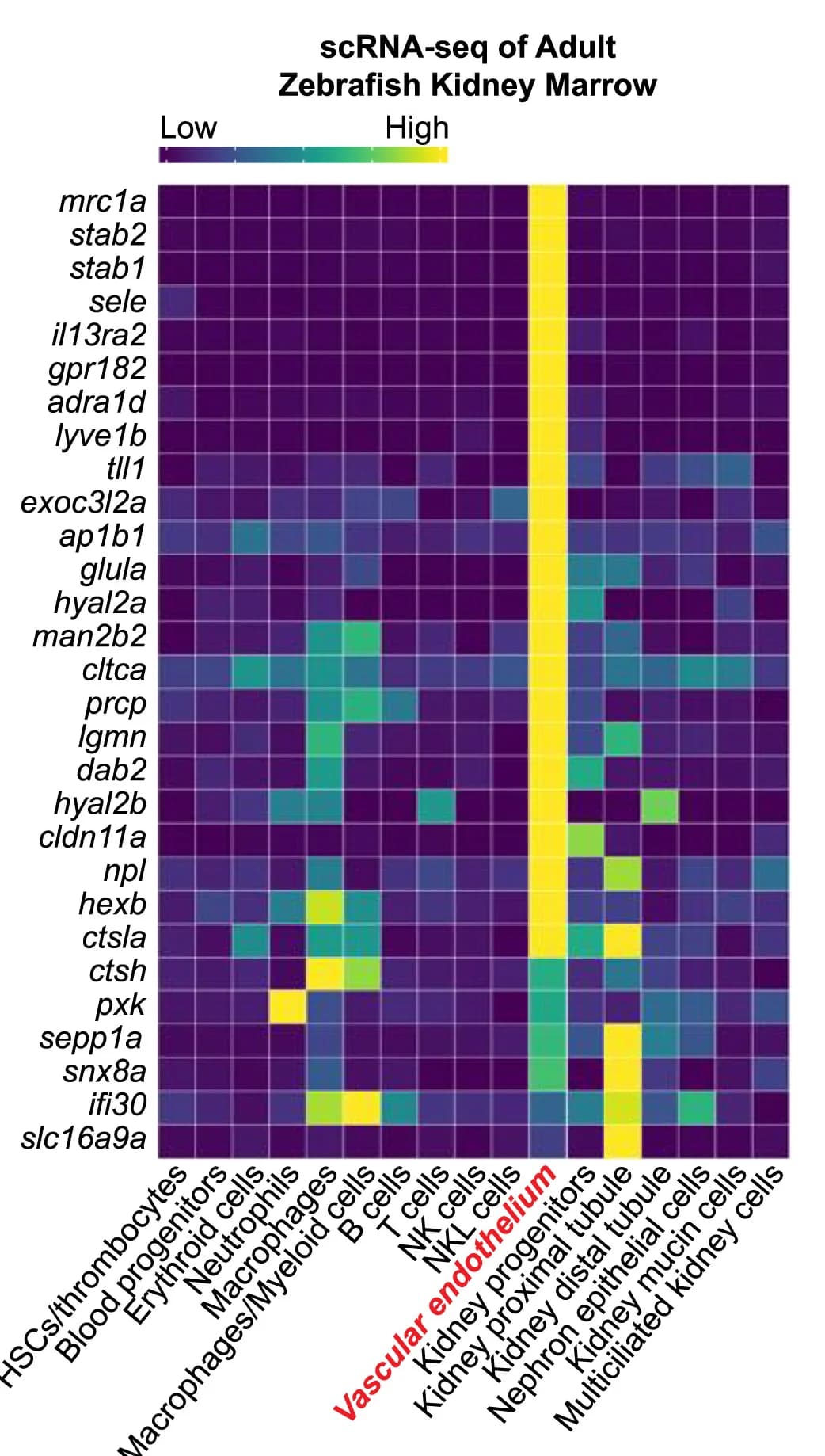 Open access visualization of Heatmap, Gene Expression, CHT, ECs, Cell Populations