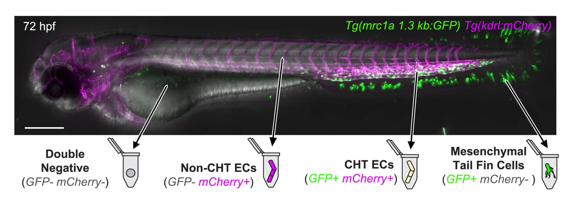 Open access visualization of Microscopy, Cell Populations, Embryos, ATAC-seq