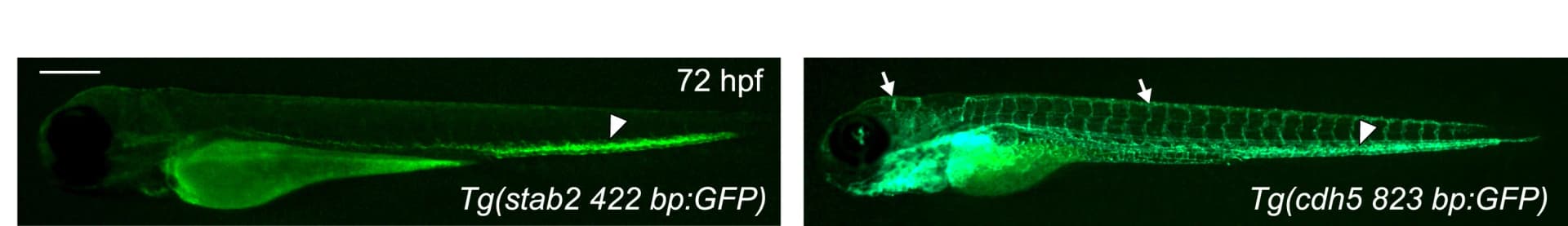 Open access visualization of Microscopy, Reporter Expression, Enhancer, GFP, Transgenes