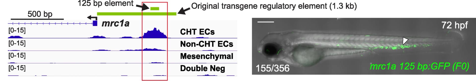 Open access visualization of Line Plot, Microscopy, Chromatin, Enhancer, GFP Expression
