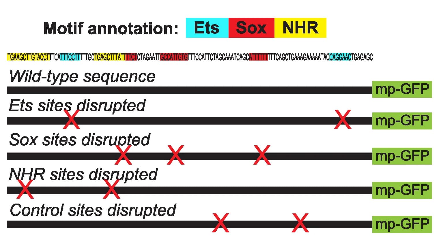Open access visualization of Illustration, Enhancer, Binding Motifs, Enhancer Reporter Constructs, Promoter