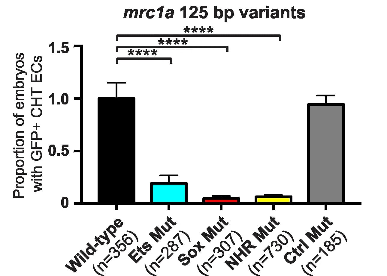 Open access visualization of Bar Plot, Error Bars, Embryos, GFP Expression, CHT ECs