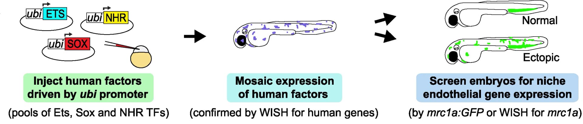 Open access visualization of Workflow, Illustration, Transcription Factor, Overexpression, Experiment