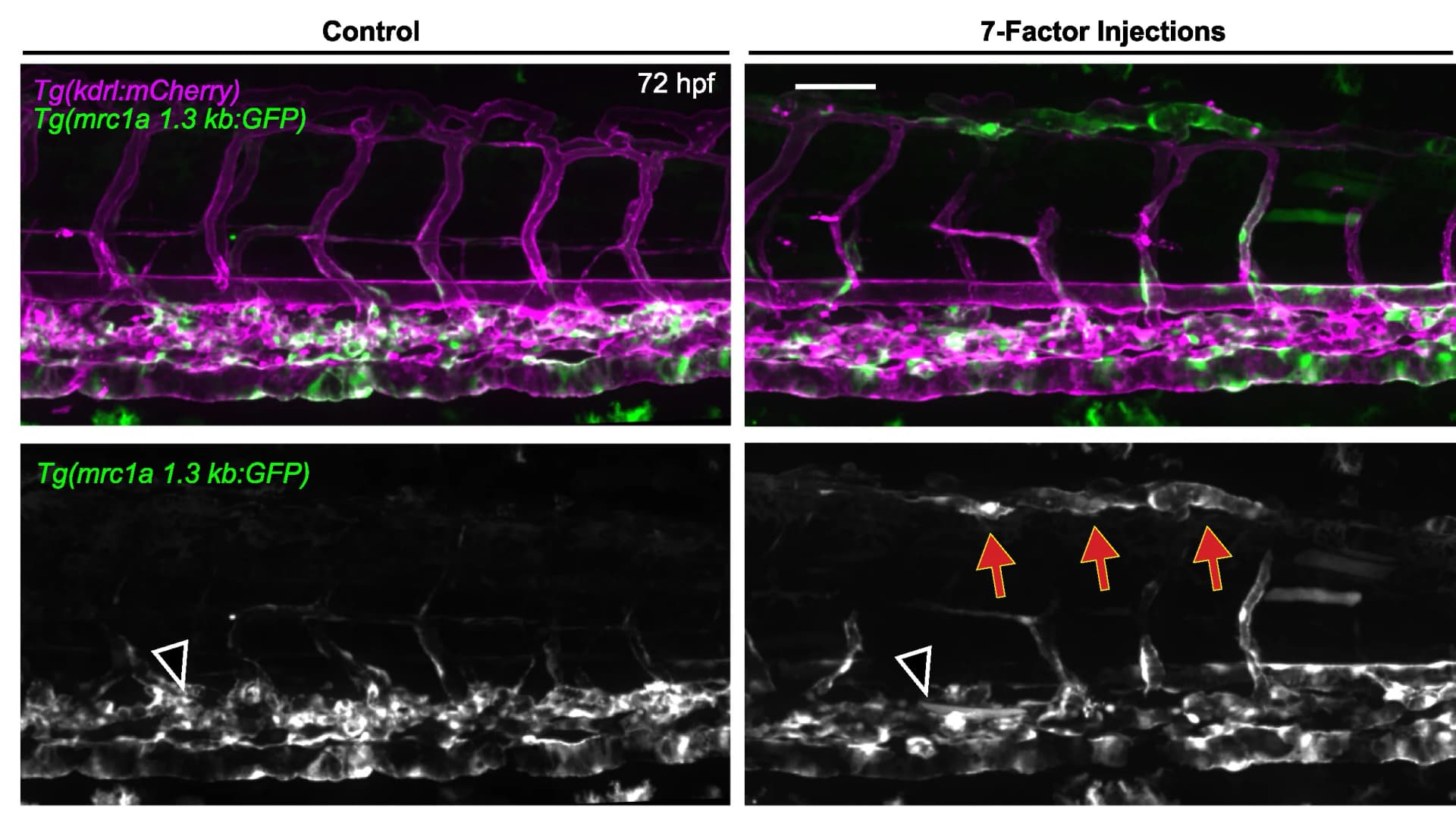Open access visualization of Microscopy, Transgenic Embryos, Control DNA, Transcription Factors, GFP