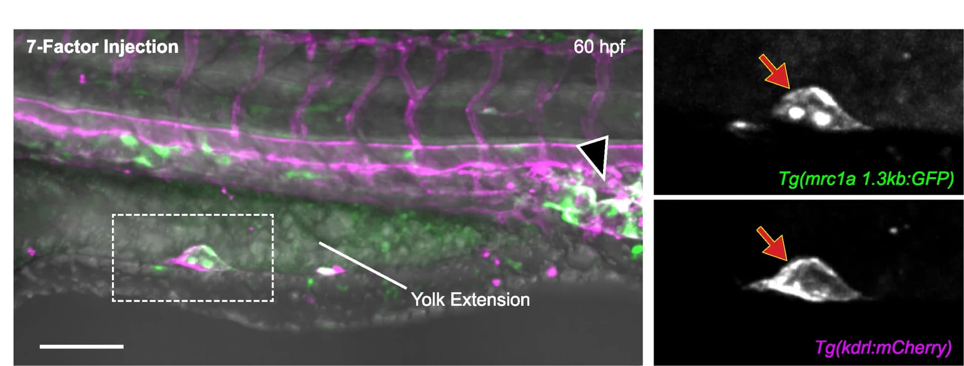 Open access visualization of Microscopy, Ectopic Expression, Transgenes, Yolk Extension, Embryo