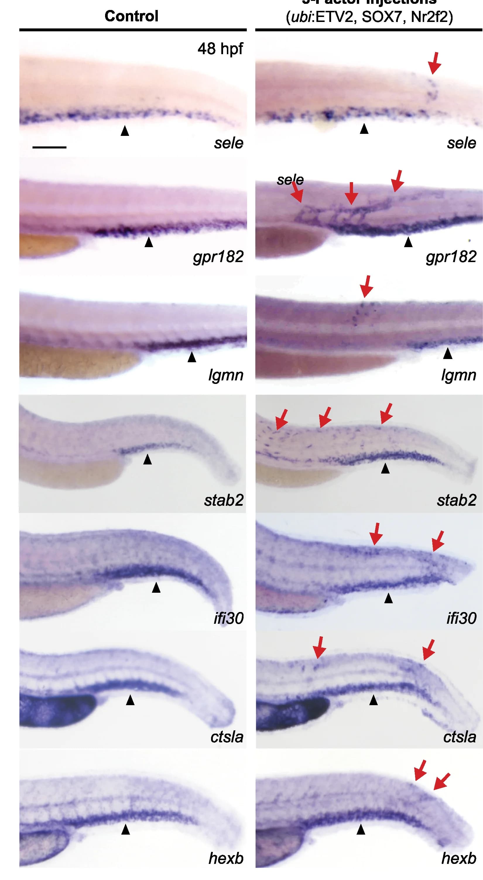 Open access visualization of Microscopy, WISH, Genes, Embryos, Transcription factors