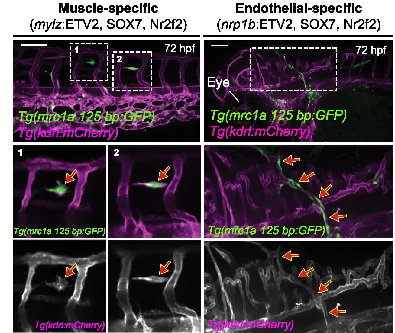 Open access visualization of Microscopy, Ectopic expression, GFP, mCherry, Embryos
