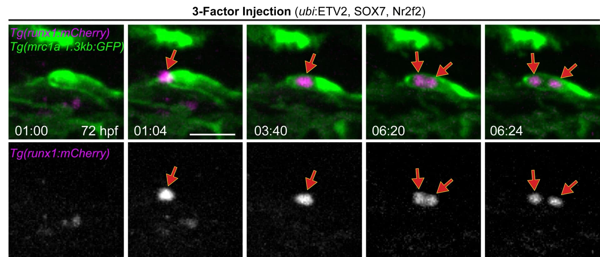Open access visualization of Microscopy, Time-Lapse, runx1:mCherry+HSPC, Ectopic Site, Cell Division