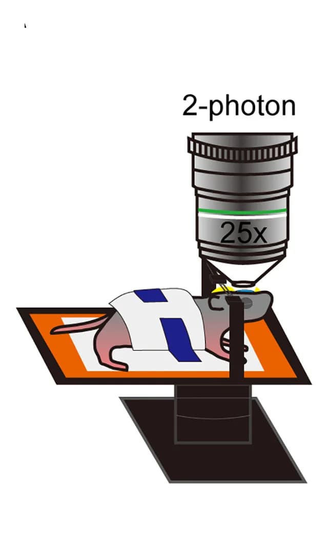 Open access visualization of Illustration, Imaging Setup, Cranial Window, Olfactory Bulb