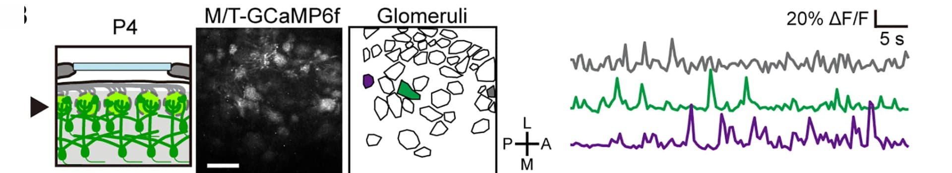 Open access visualization of Line Plot, Microscopy, Illustration, GCaMP6f, Mitral/Tufted Cells