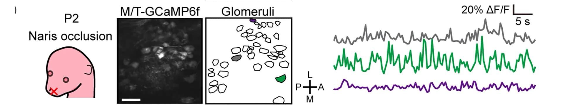 Open access visualization of Line Plot, Microscopy, Illustration, Naris Occlusion, Spontaneous Activity