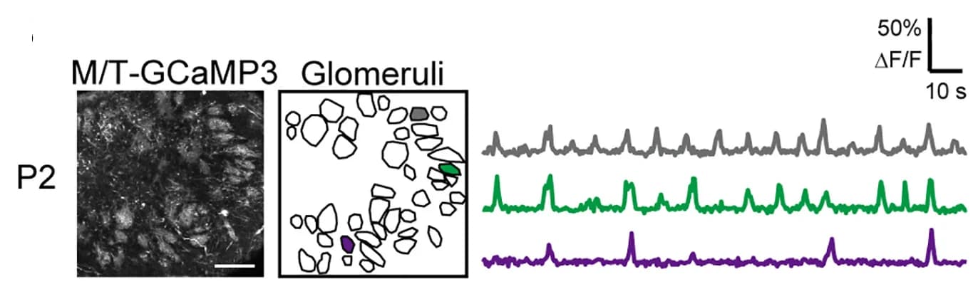 Open access visualization of Line Plot, Olfactory Bulb Slices, M/T-GCaMP3 Mice, Imaging Sessions, Correlation Index