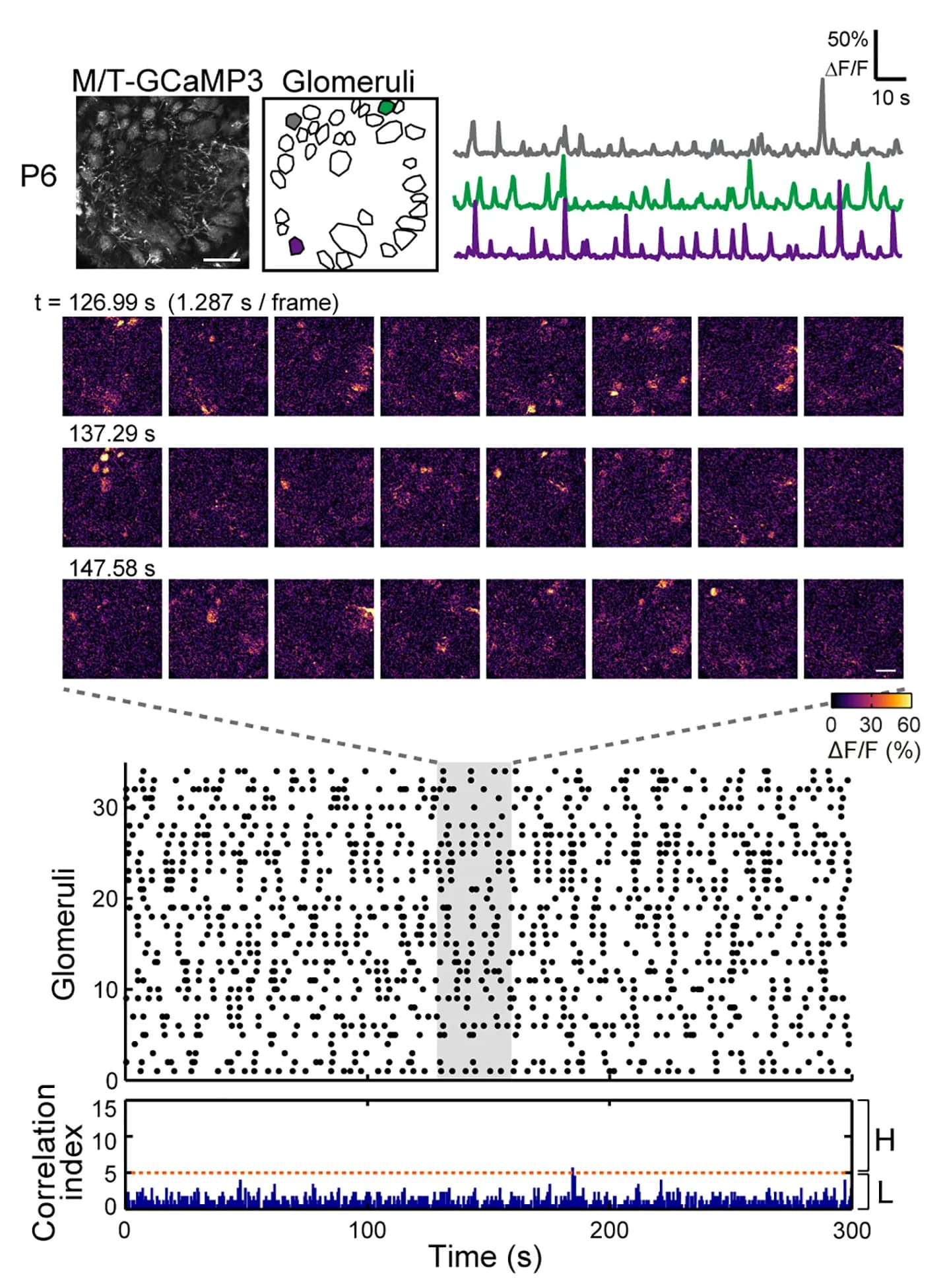 Open access visualization of Microscopy, Line Plot, Scatter Plot, Olfactory Bulb Slices, M/T-GCaMP3 Mice
