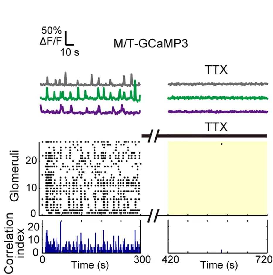 Open access visualization of Line Plot, Scatter Plot, Bar Plot, Glomerular Ca2+ Transients, TTX