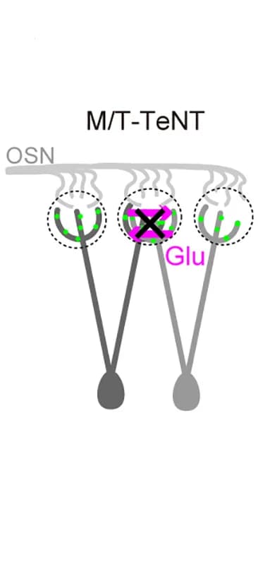 Open access visualization of Workflow, Flowchart, Illustration, Mitral/Tufted Cells, Neurotransmission