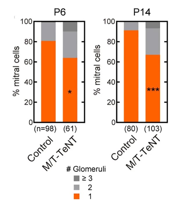 Open access visualization of Stacked Bar Plot, Dendrite Pruning, M/T-TeNT Mice, Mitral Cells