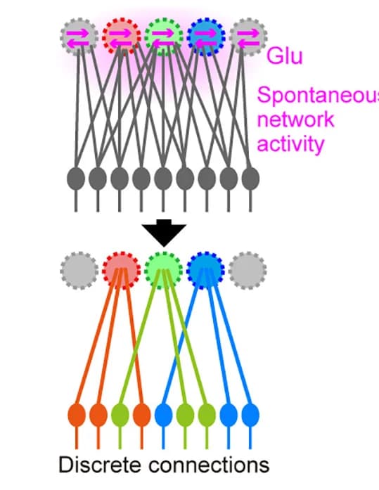 Open access visualization of Pathway, Network, Spontaneous Activity, Olfactory Bulb, M/T Cell Network