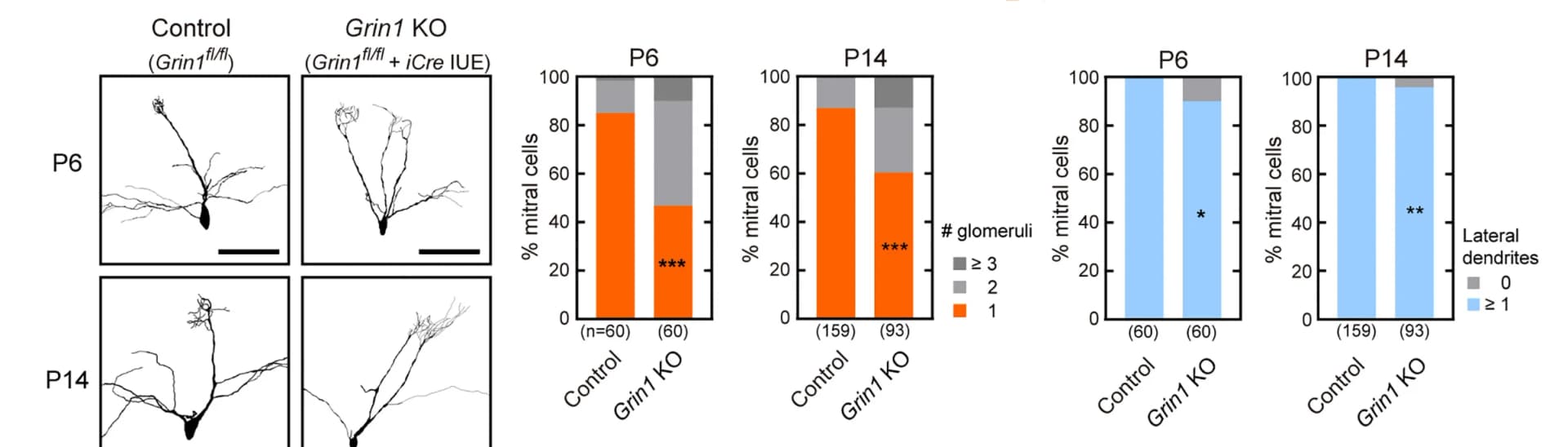 Open access visualization of Stacked Bar Plot, Microscopy, Grin1, Mitral Cells, In Utero Electroporation