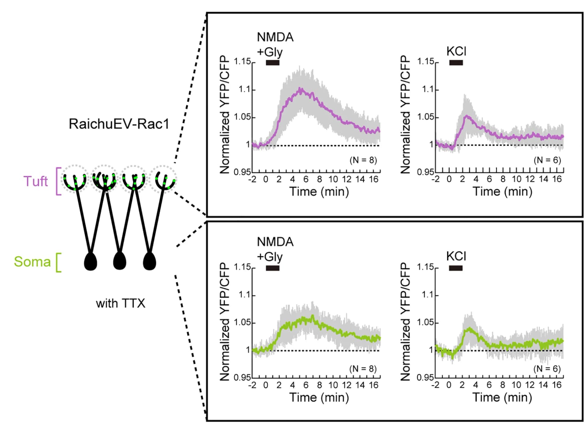 Open access visualization of Line Plot, Error Bars, Temporal FRET, Rac1 Activity, Tuft