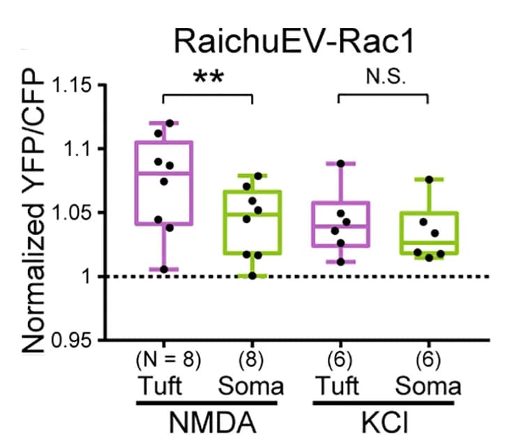Open access visualization of Box Plot, Scatter Plot, Quantification, Rac1 Activity, Tuft
