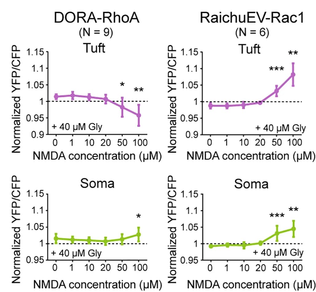 Open access visualization of Line Plot, Error Bars, Quantification, RhoA Activity, Rac1 Activity