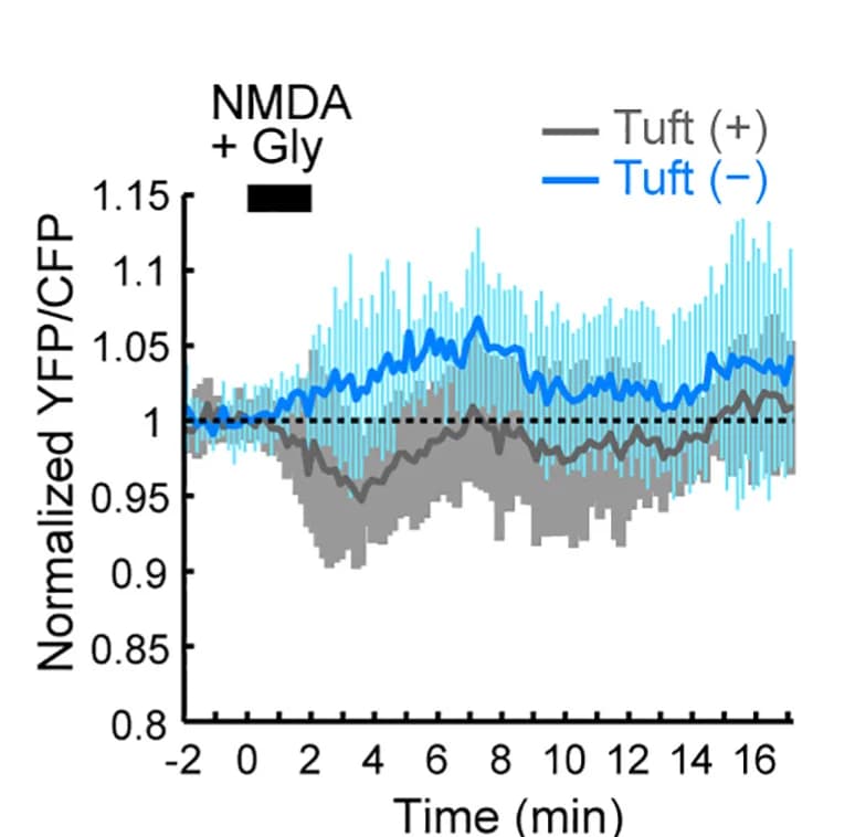 Open access visualization of Line Plot, Error Bars, RhoA Activity, Temporal Changes, Dendrites