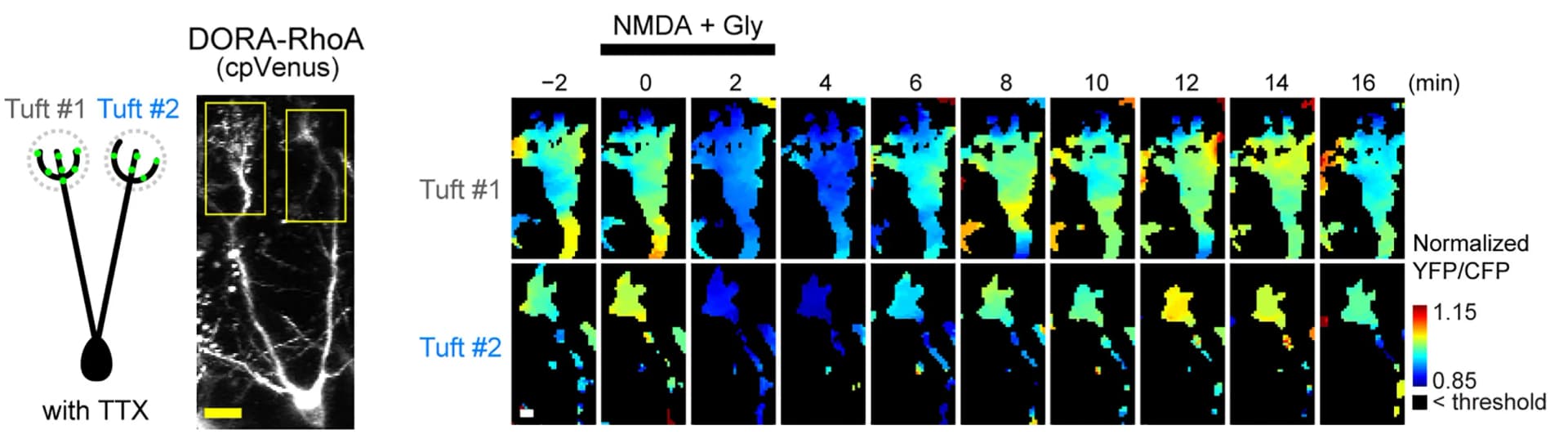 Open access visualization of Microscopy, Mitral Cell, Dendrites