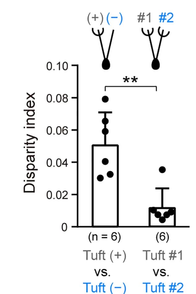 Open access visualization of Bar Plot, Error Bars, Scatter Plot, Branch-Specificity, RhoA Responses