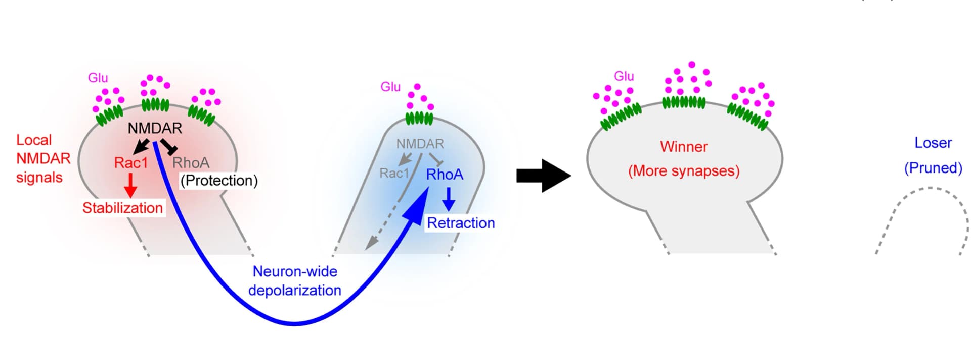 Open access visualization of Workflow, Illustration, Synaptic Competition, Glutamatergic Inputs, RhoA