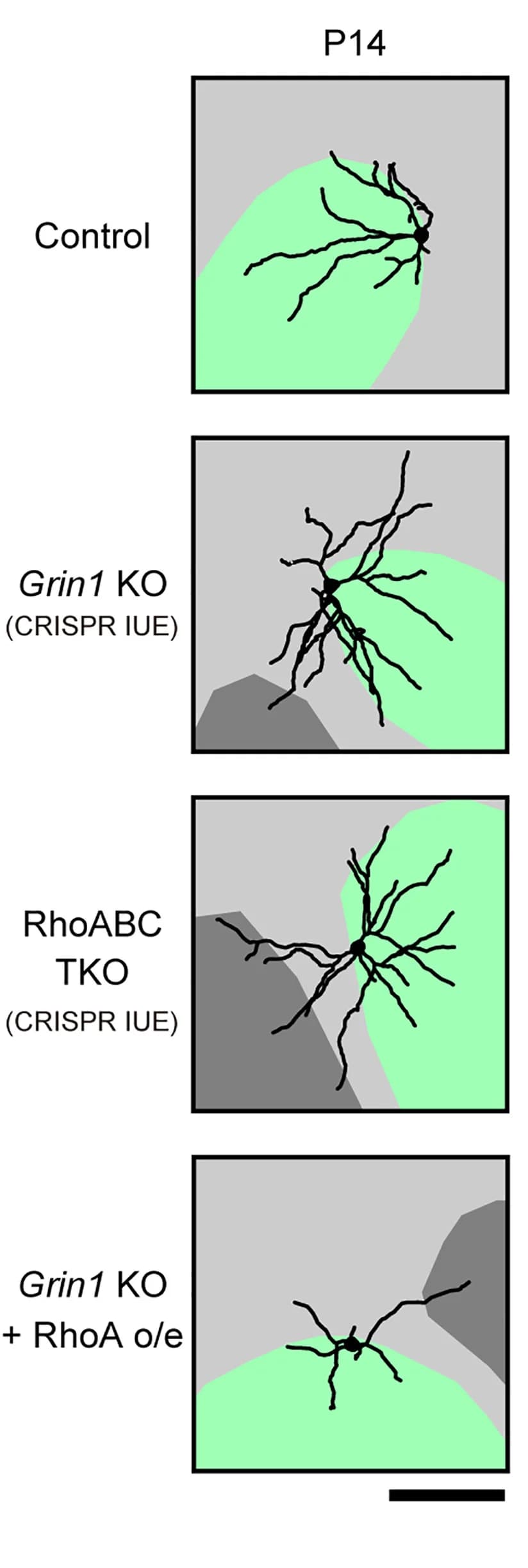 Open access visualization of Illustration, Dendritic Morphology, L4 Neurons, Barrel Cortex, Control