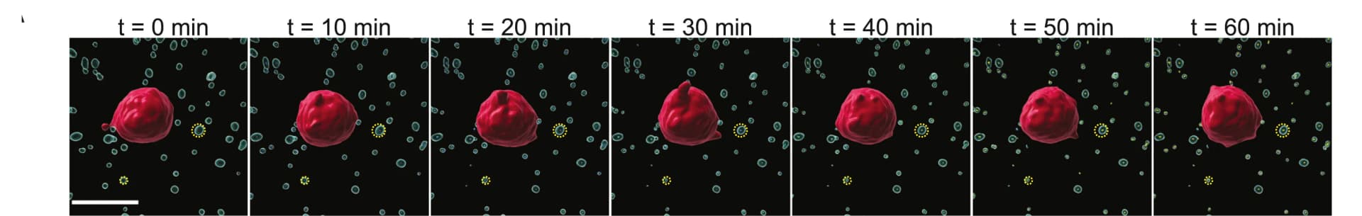 Open access visualization of Microscopy, 3D Reconstructions, Micrographs, Cells, Beads