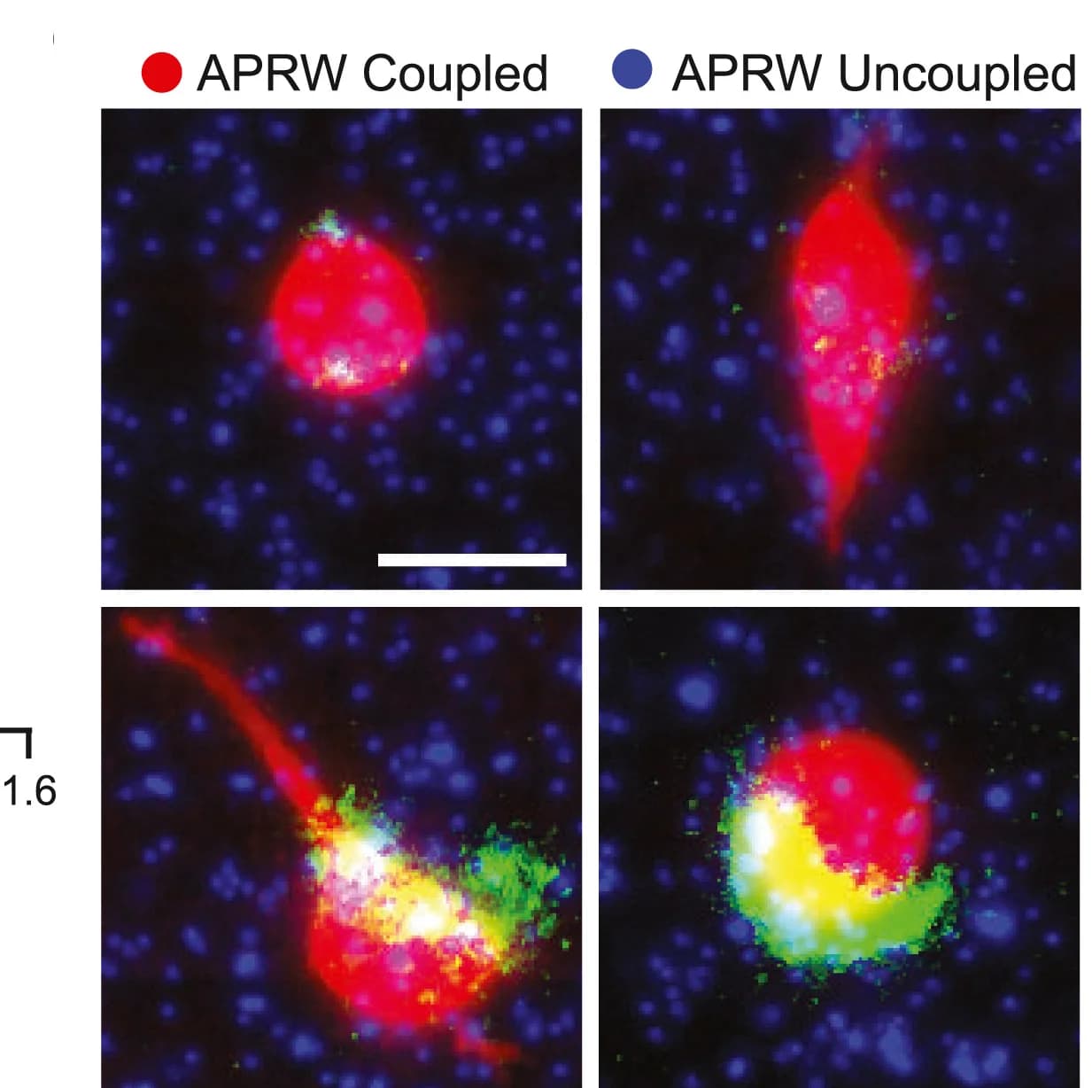 Open access visualization of Microscopy, Cell Images, APRW Coupled, APRW Uncoupled, Matrix Remodeling