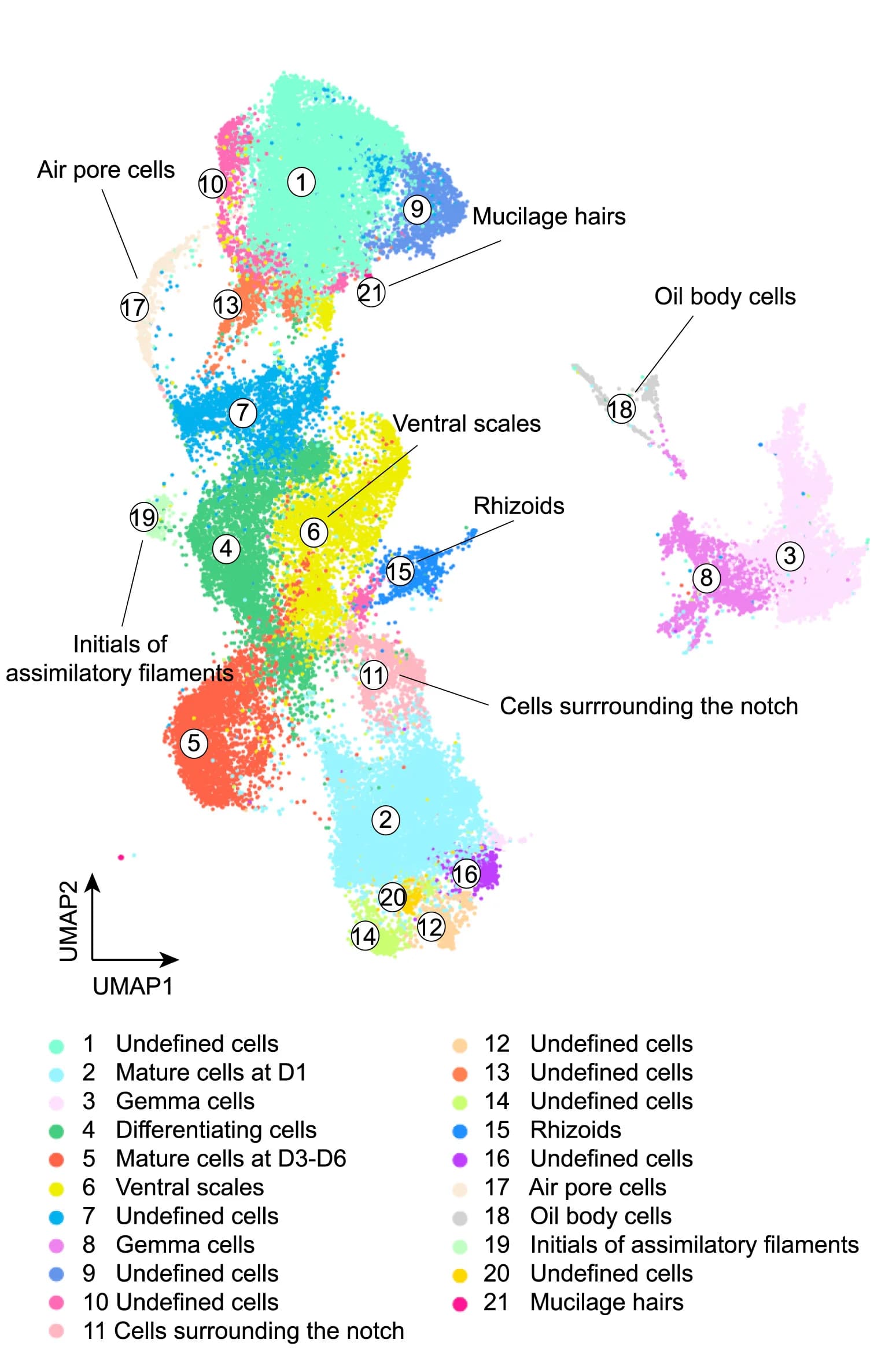 Open access visualization of UMAP, Cell Clusters, M. polymorpha, Gemma, Thallus