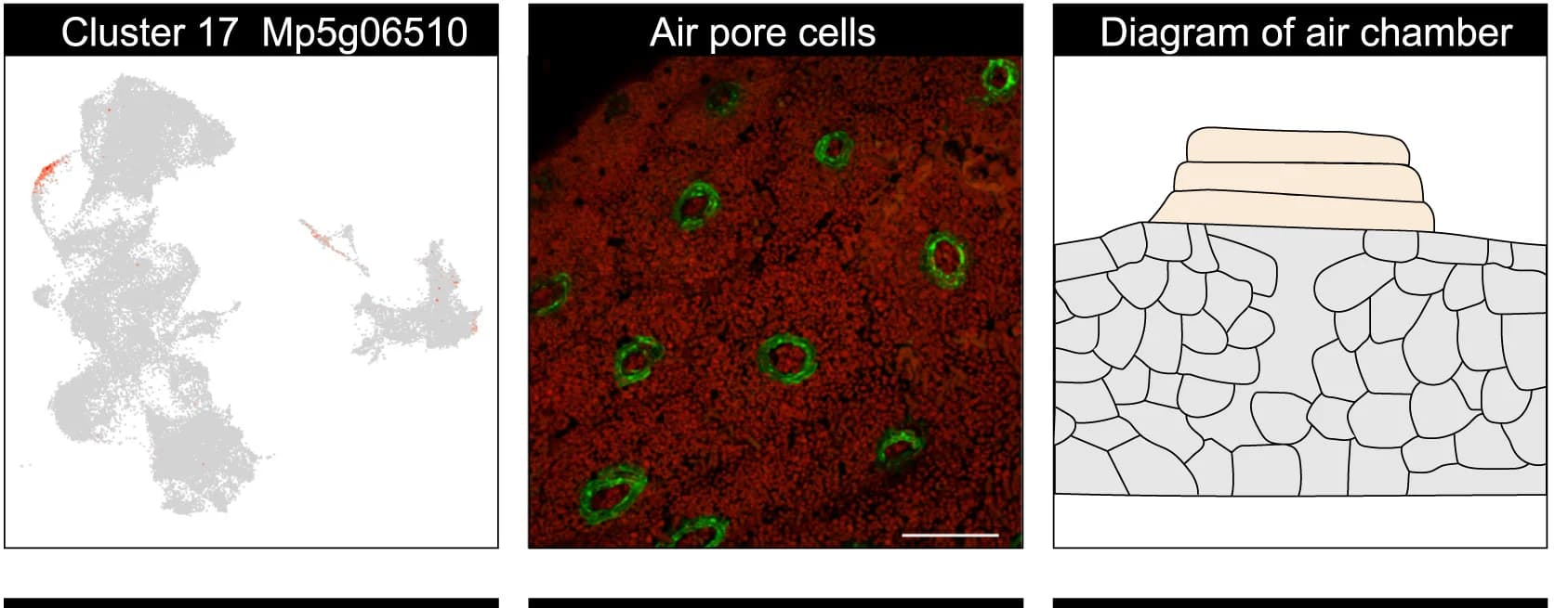 Open access visualization of Microscopy, Scatter Plot, Illustration, Gene Expression, UMAP