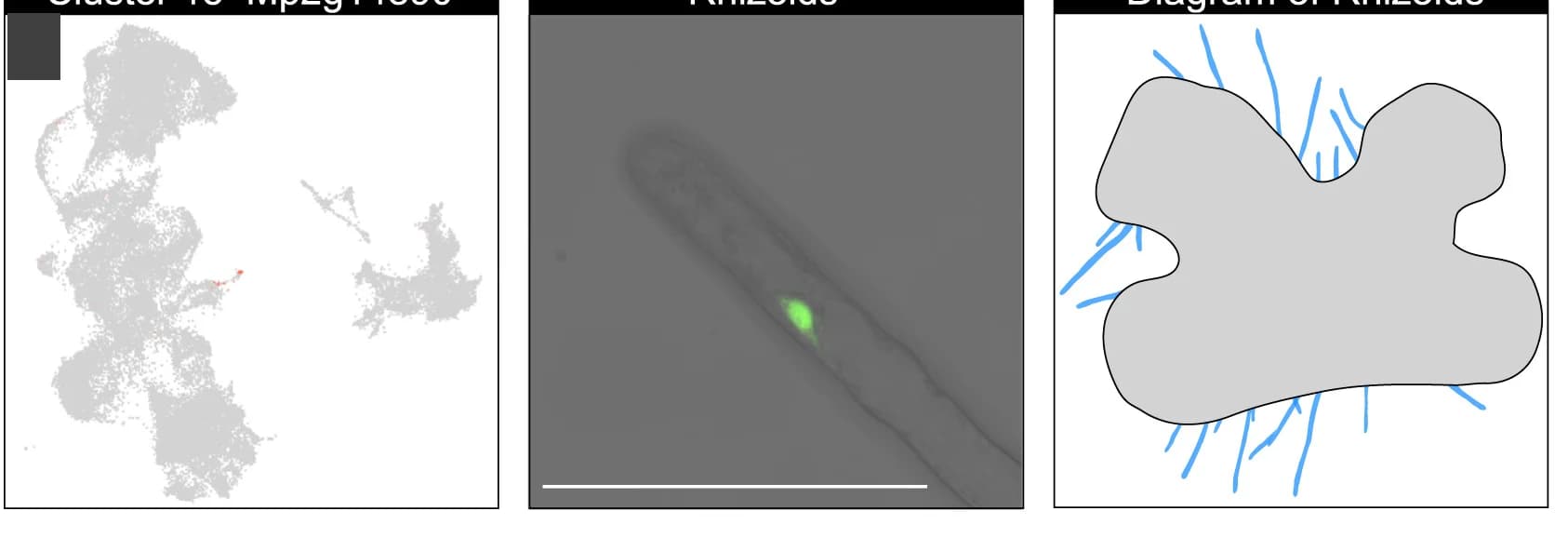 Open access visualization of Microscopy, Illustration, Scatter Plot, Rhizoids, Reporter
