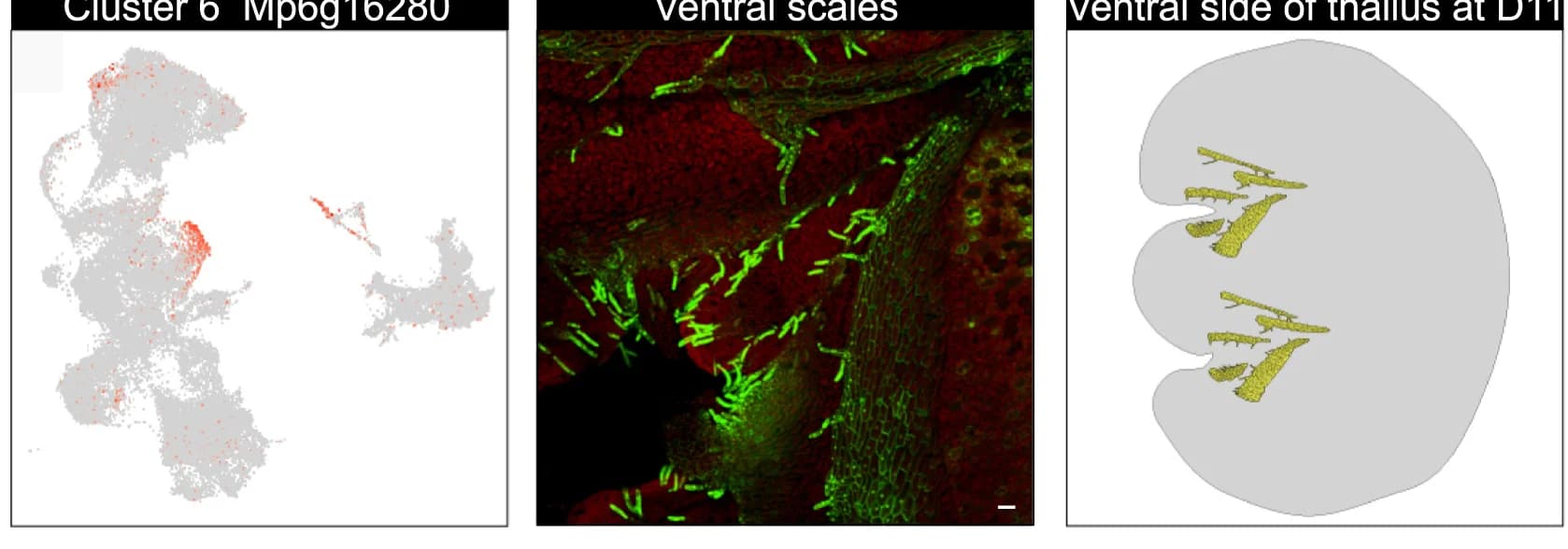 Open access visualization of Microscopy, Illustration, Scatter Plot, Gene Expression, UMAP