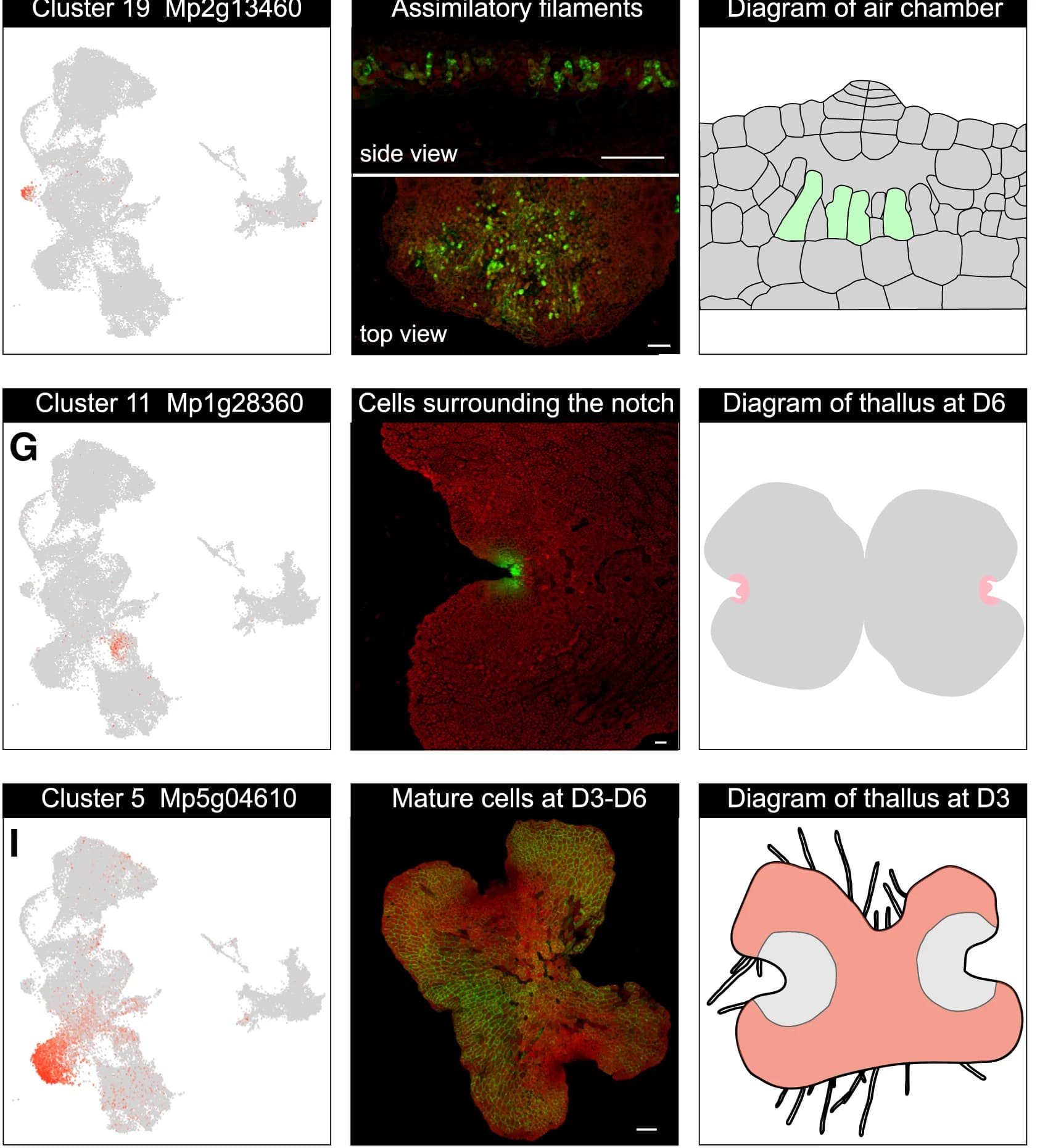 Open access visualization of Microscopy, Scatter Plot, Illustration, Gene Expression, UMAP