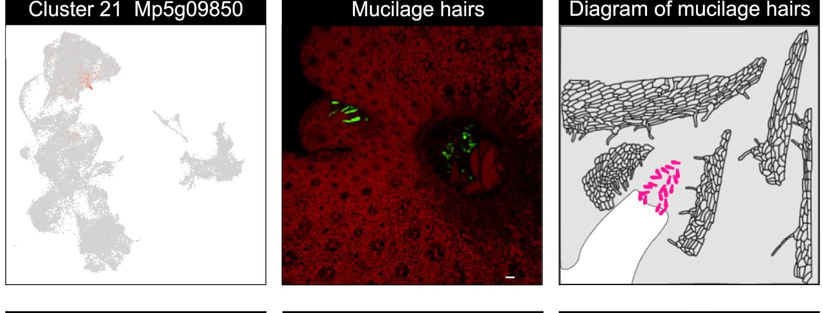 Open access visualization of Microscopy, Illustration, Scatter Plot, Gene Expression, UMAP