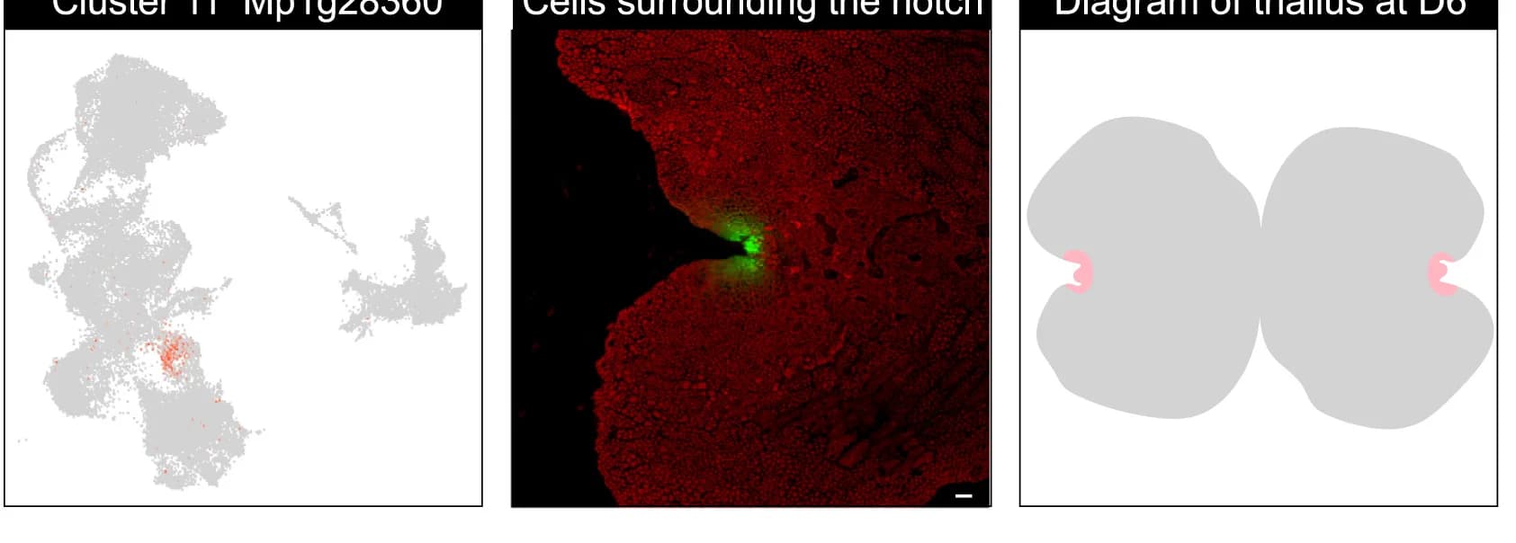 Open access visualization of Microscopy, Scatter Plot, Illustration, Gene Expression, UMAP