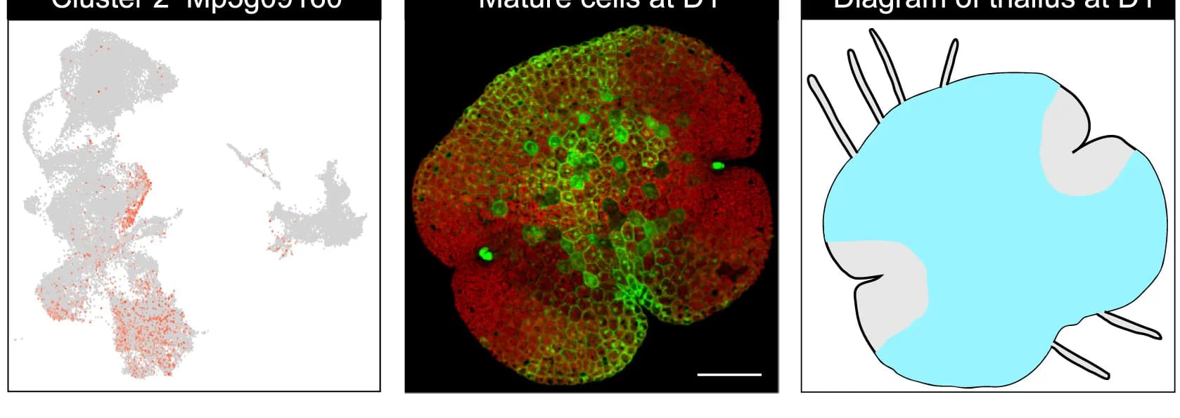 Open access visualization of Microscopy, Scatter Plot, Illustration, Gene Expression, UMAP