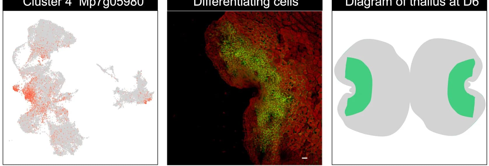 Open access visualization of Scatter Plot, Microscopy, Illustration, Gene Expression, UMAP