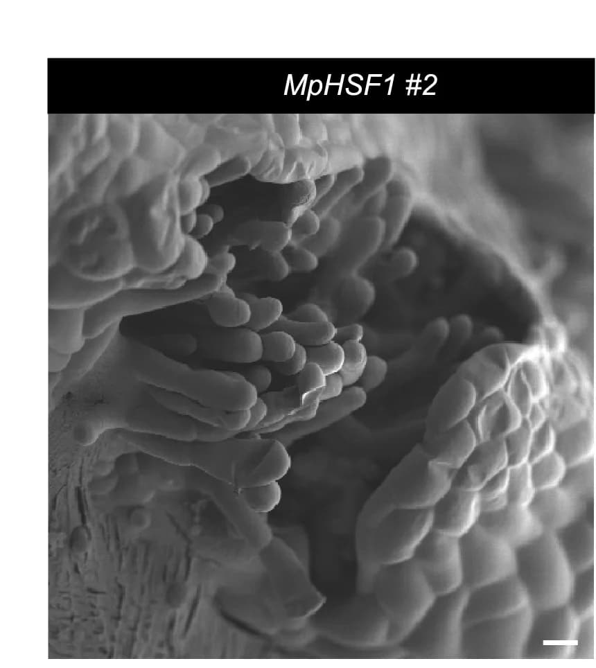 Open access visualization of Microscopy, SEM Imaging, Dorsal Epidermis, MpHSF1 Mutant, Air Pores