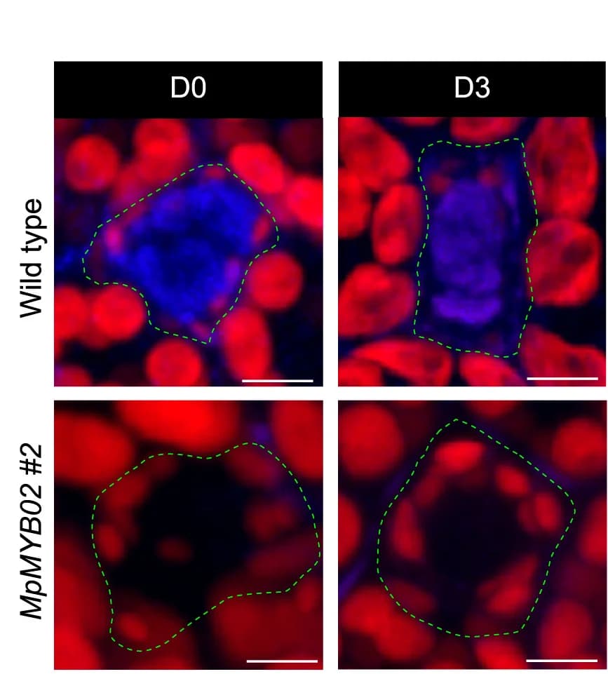 Open access visualization of Microscopy, Oil Body, Nile Red Staining, Chloroplasts, Oil Body Cells
