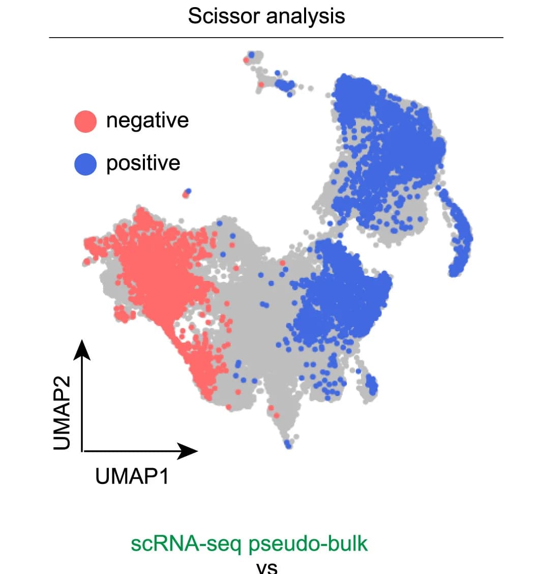 Open access visualization of Scatter Plot, UMAP, Scissor Analysis, UMAP Plot, Aging