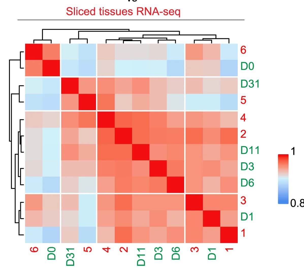 Open access visualization of Heatmap, Clustered, Correlation Analysis, Sliced Tissues RNA-seq, Pseudo-bulk scRNA-seq