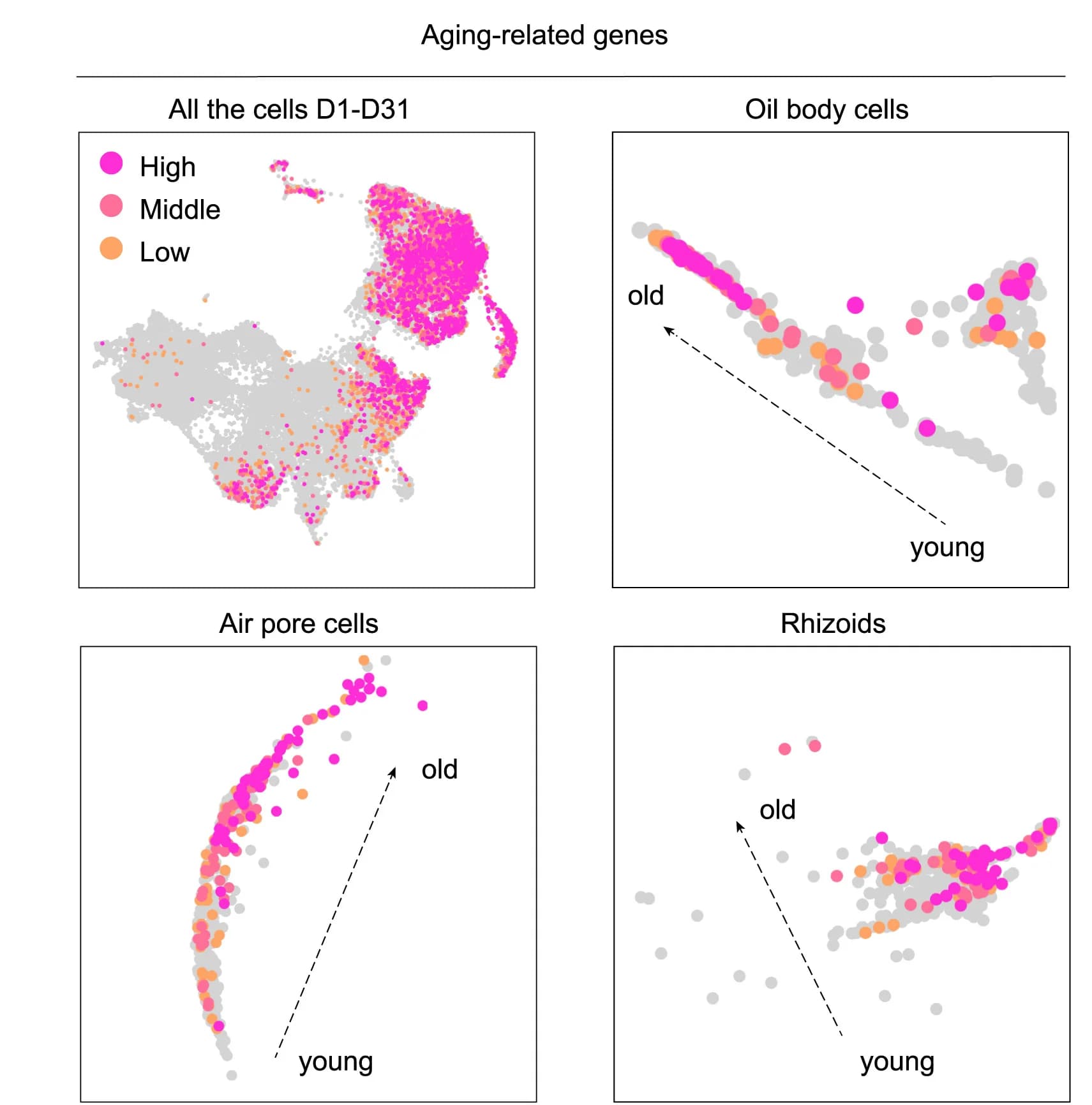 Open access visualization of Scatter Plot, Gene Expression, Aging-Related Genes, UMAP Plot, Cell Types