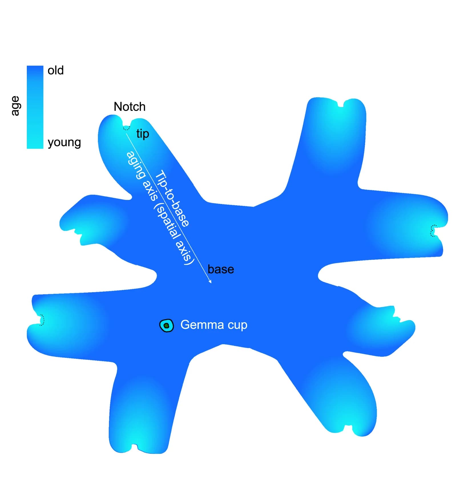 Open access visualization of Illustration, Schematic, Maturation, Aging, Plant Body