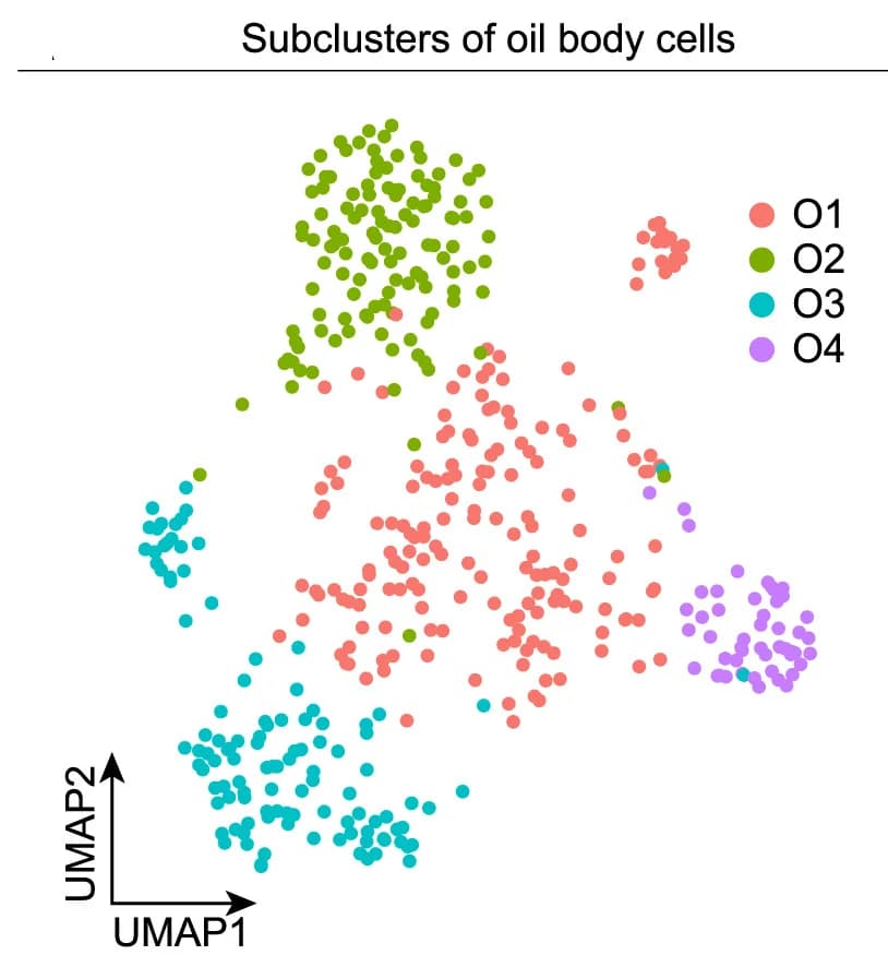 Open access visualization of Scatter Plot, UMAP, Sub-cell Clustering, Oil Body Cells