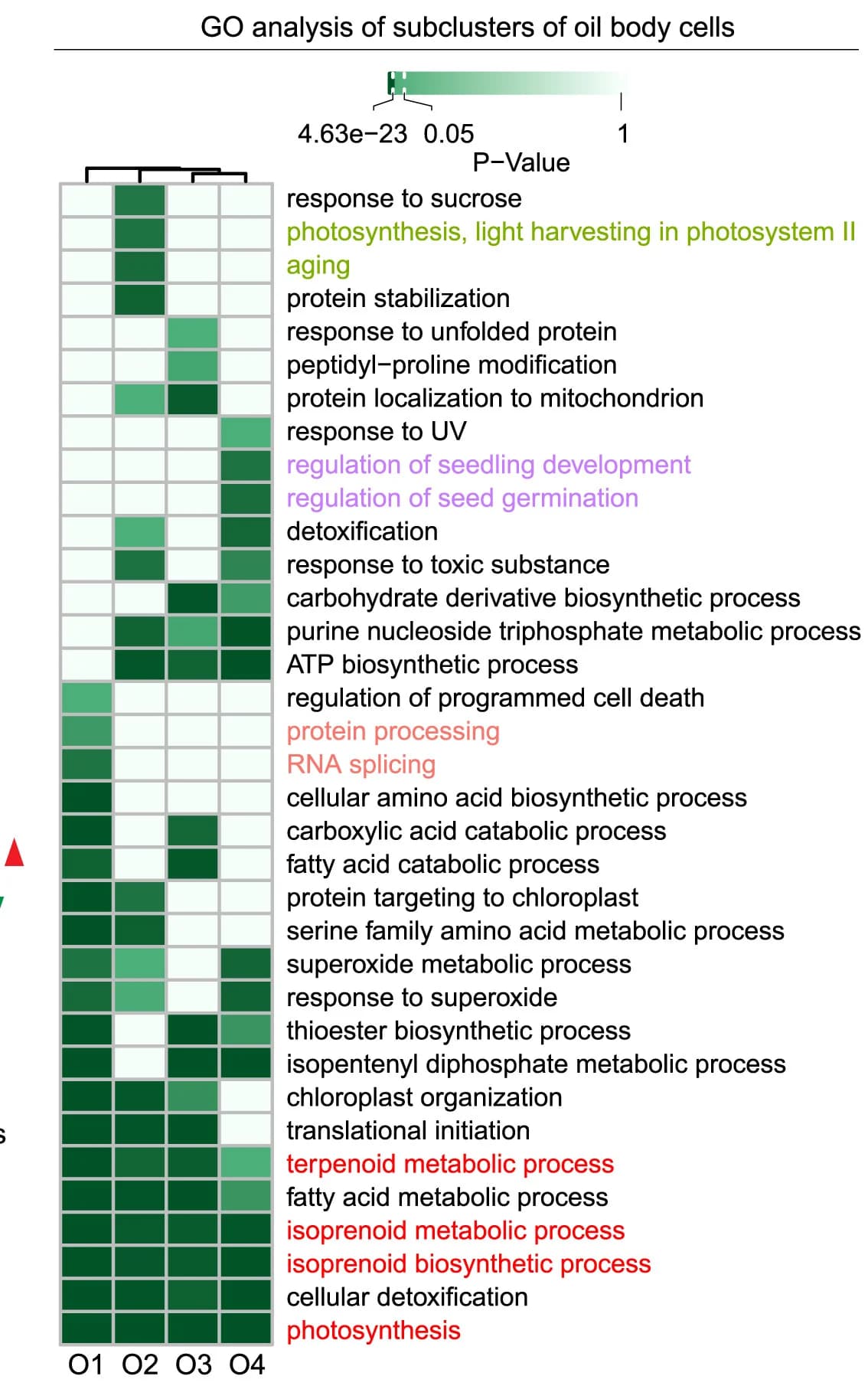 Open access visualization of Heatmap, GO Term Analysis